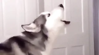 I Got Devoted to To a Flocculent and Exterminated Humanity &lpar;Space Paws&rpar;